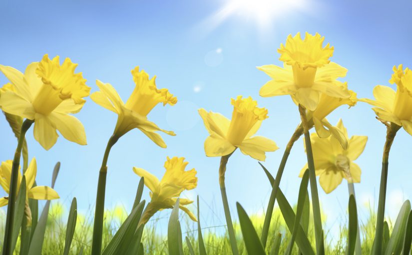 March Flower – Daffodil