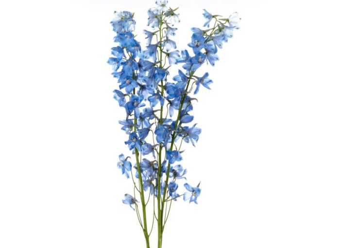 July Flower Of the Month : Delphinium