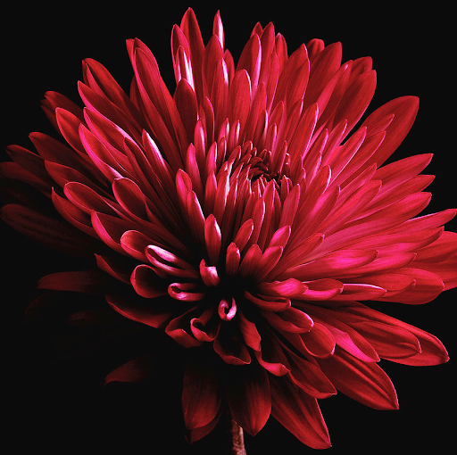 November Flower of the Month : Chrysanthemum