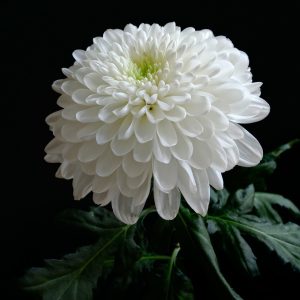 white-chrysanthemum-flower