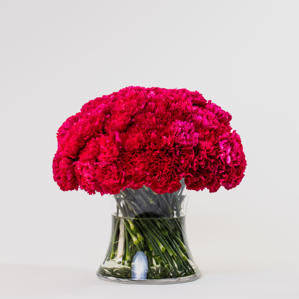 Simply 50 Hot Pink Carnations