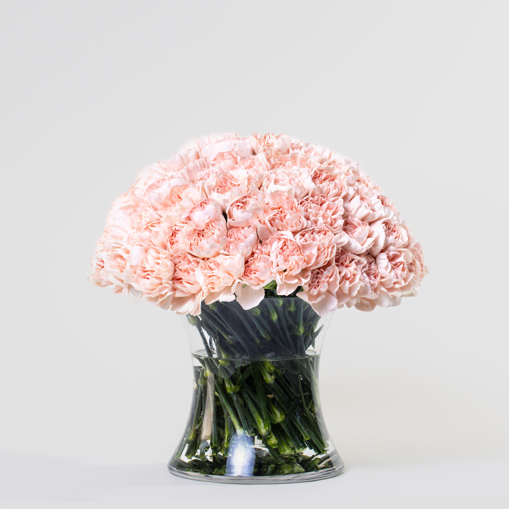 Simply 50 Light Pink Carnations