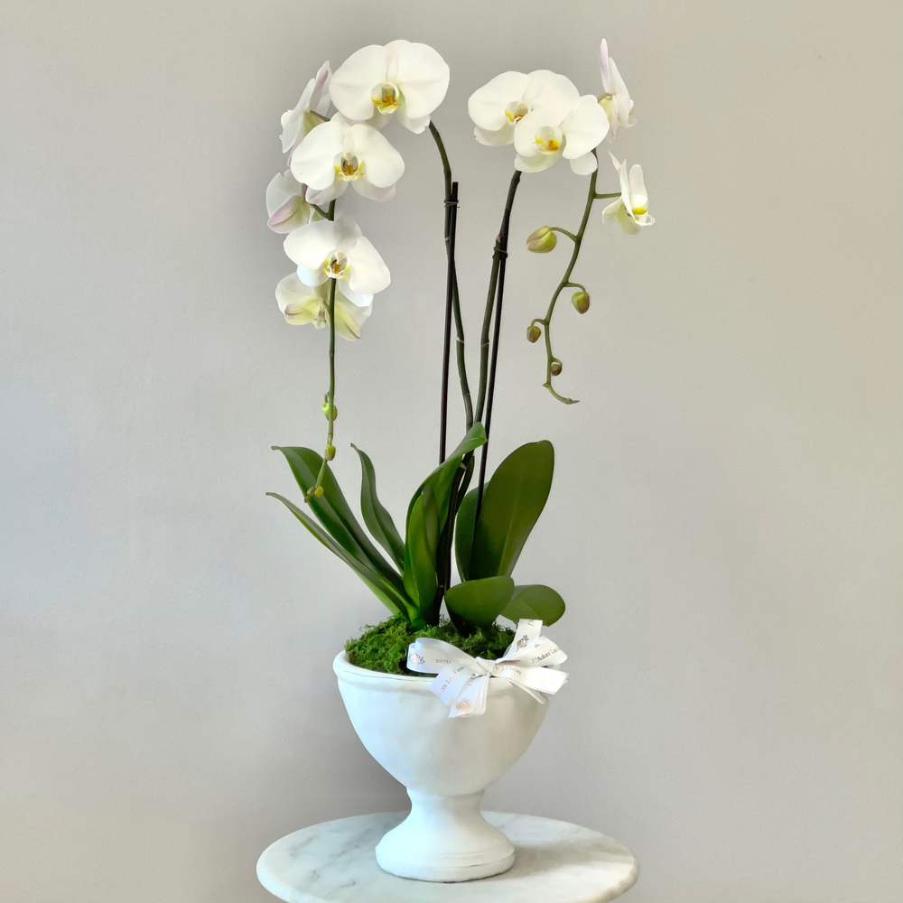 Peaceful Orchids in a Vase