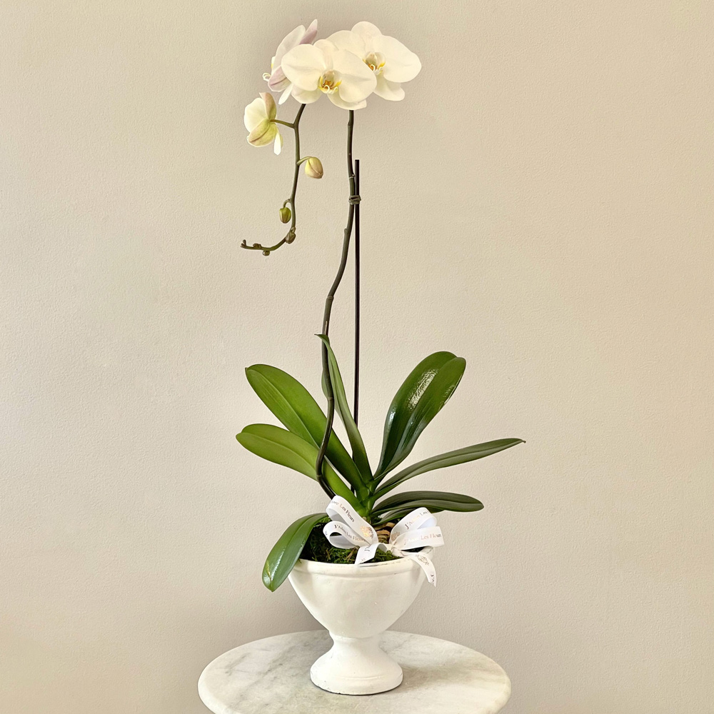 JLF Single Orchid in a Vase