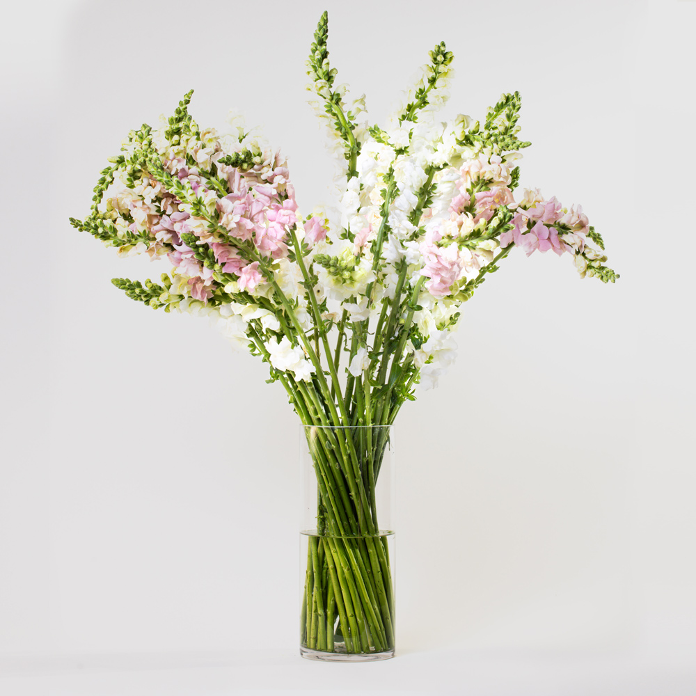 Simply Pink and White Snapdragons
