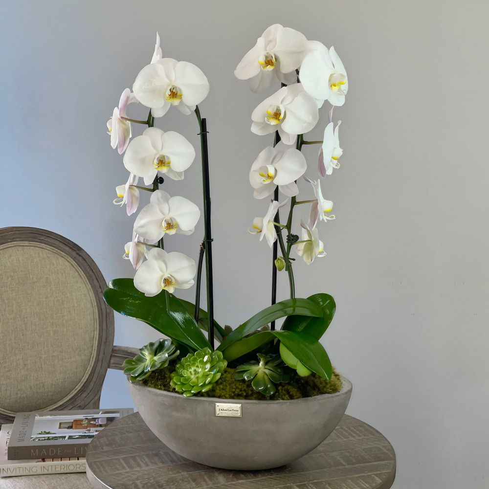 JLF White Phalaenopsis Orchids