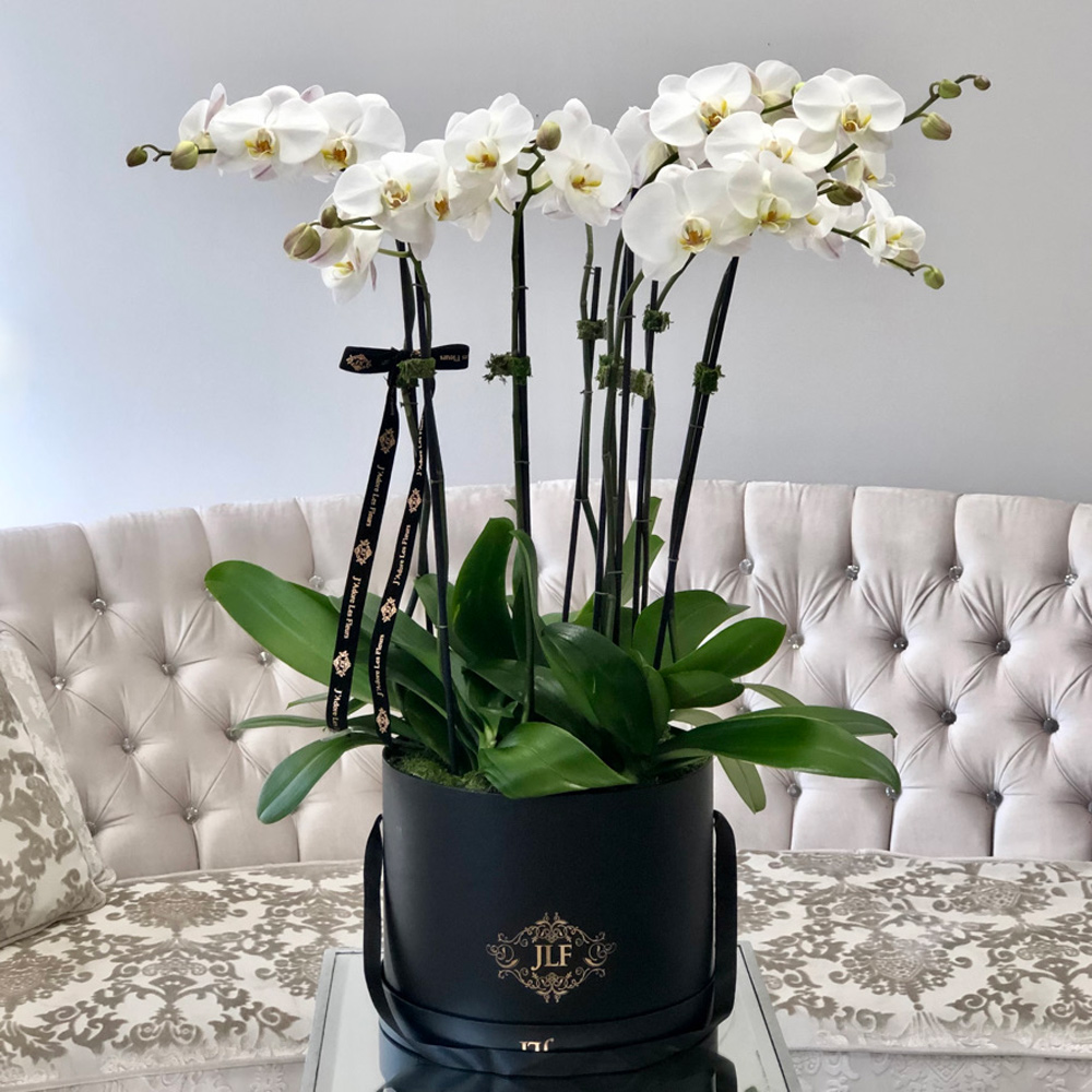 Elegant JLF White Orchids in a Box