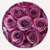 Deep Purple