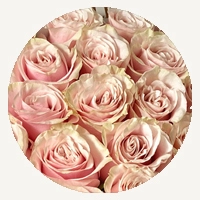 Pink Mondial