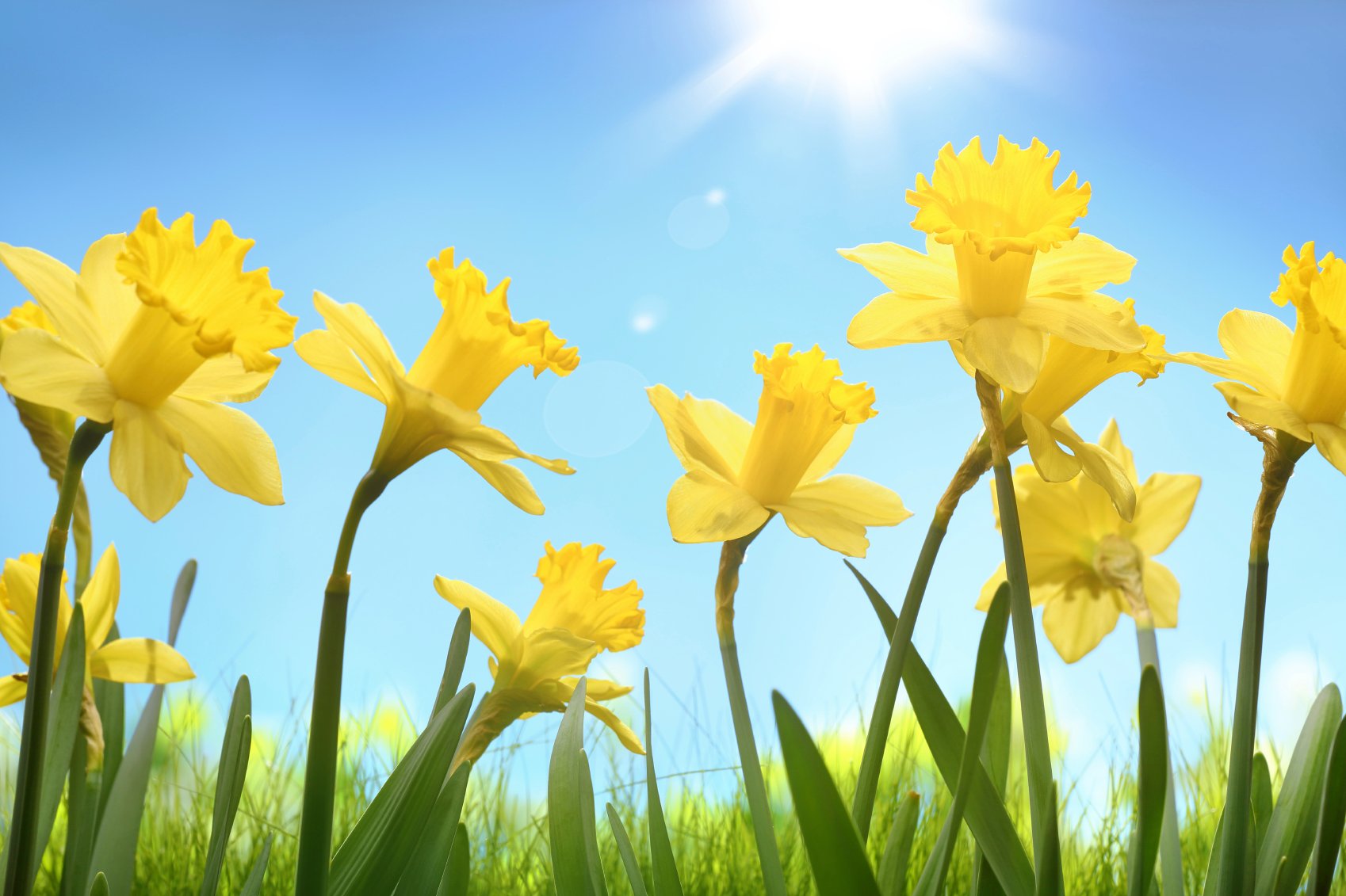 Daffodil