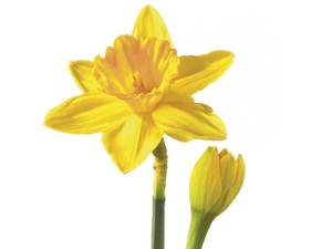 march-daffodil