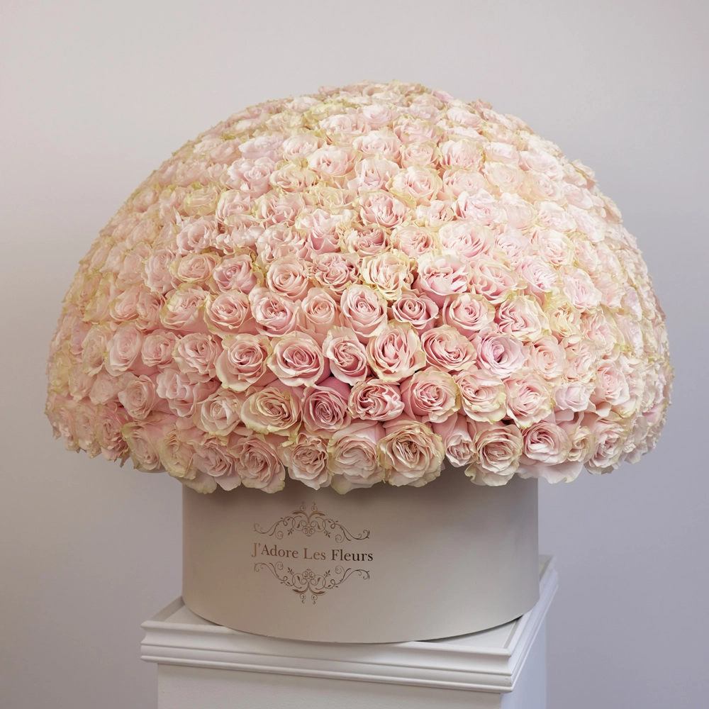 300 Pastel Pink Roses in Grandiose Box
