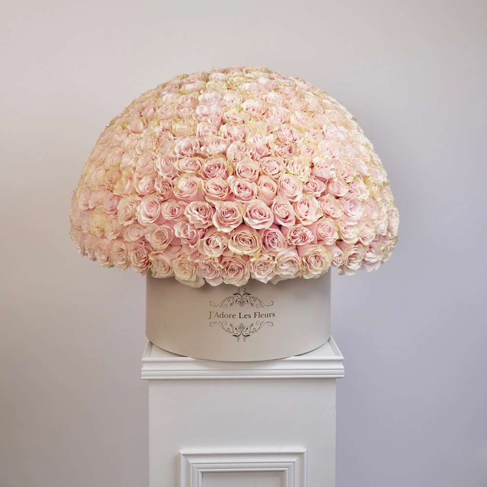 300 Pastel Pink Roses in Grandiose Box