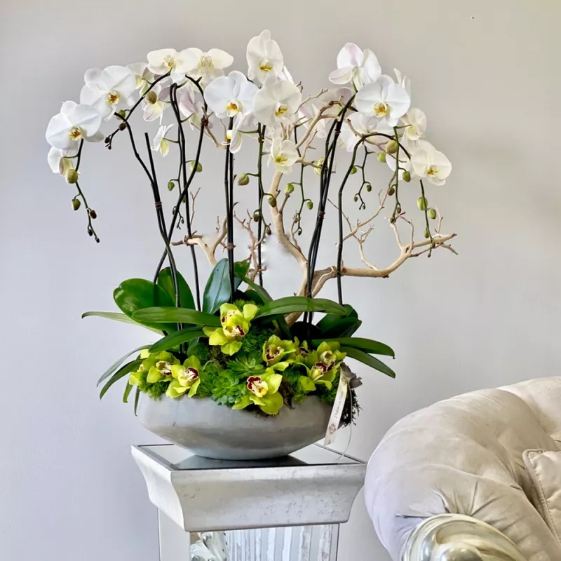 Jadore Grand Orchids for my Home