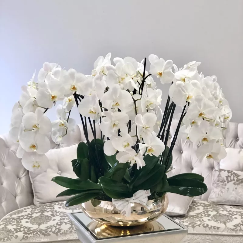 Jadore Avenue of Orchids