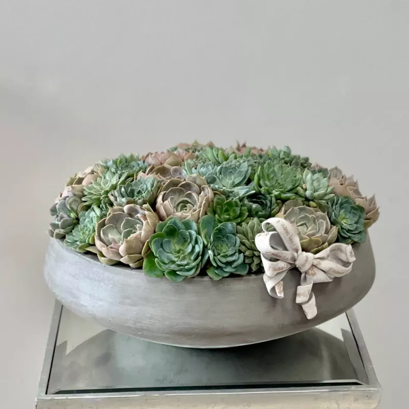 Jadore J'Adore Succulents