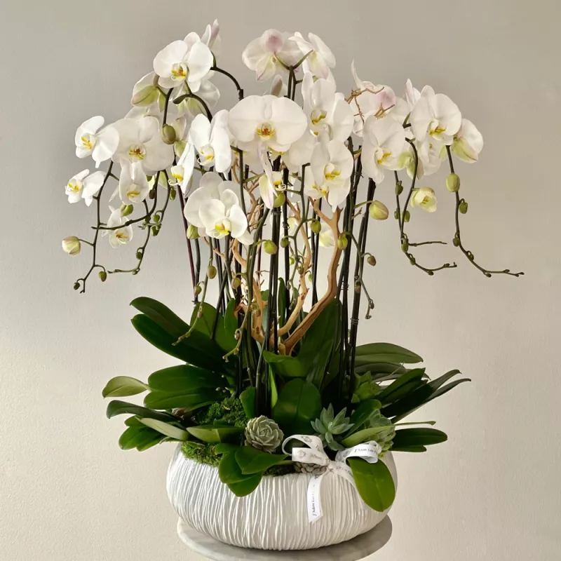 Jadore Orchid Heaven