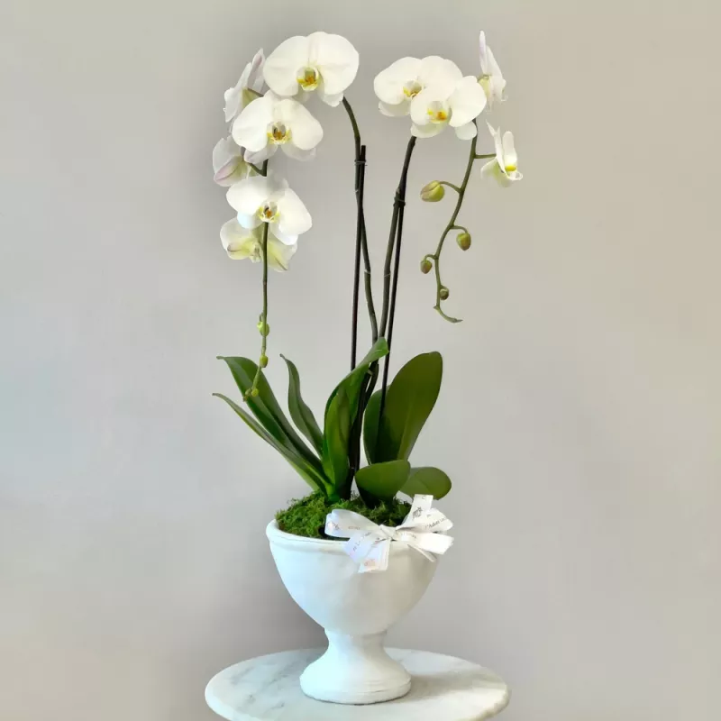 Jadore Peaceful Orchids in a Vase