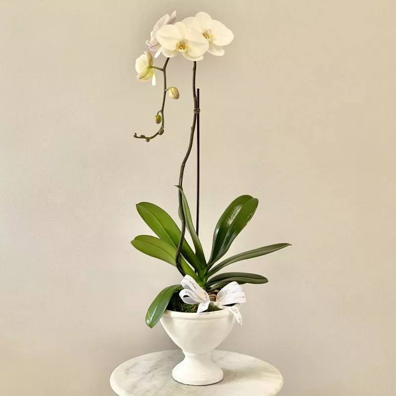 Jadore JLF Single Orchid in a Vase