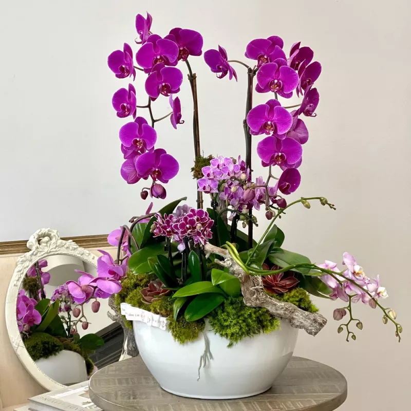 Jadore Purple Haze Orchids