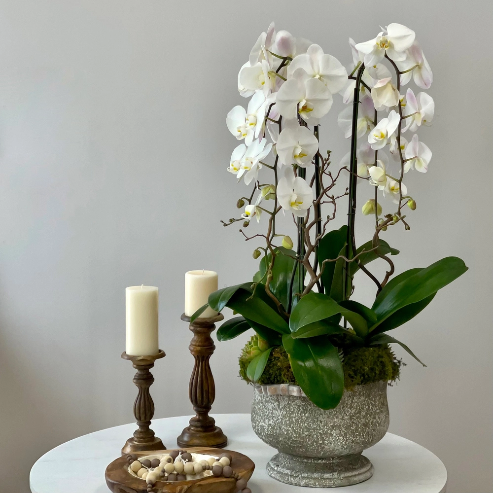 Satin Orchid Love