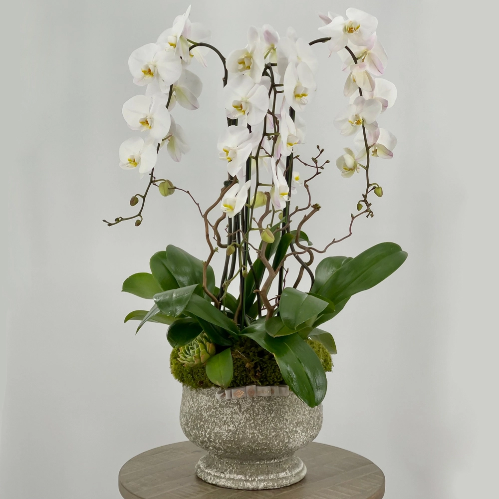 Satin Orchid Love