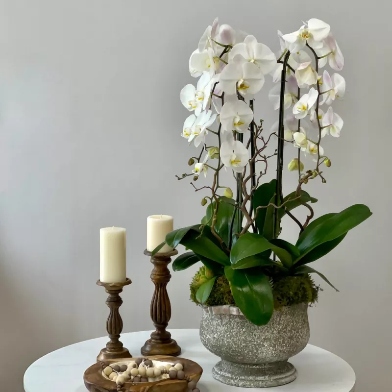 Jadore Satin Orchid Love