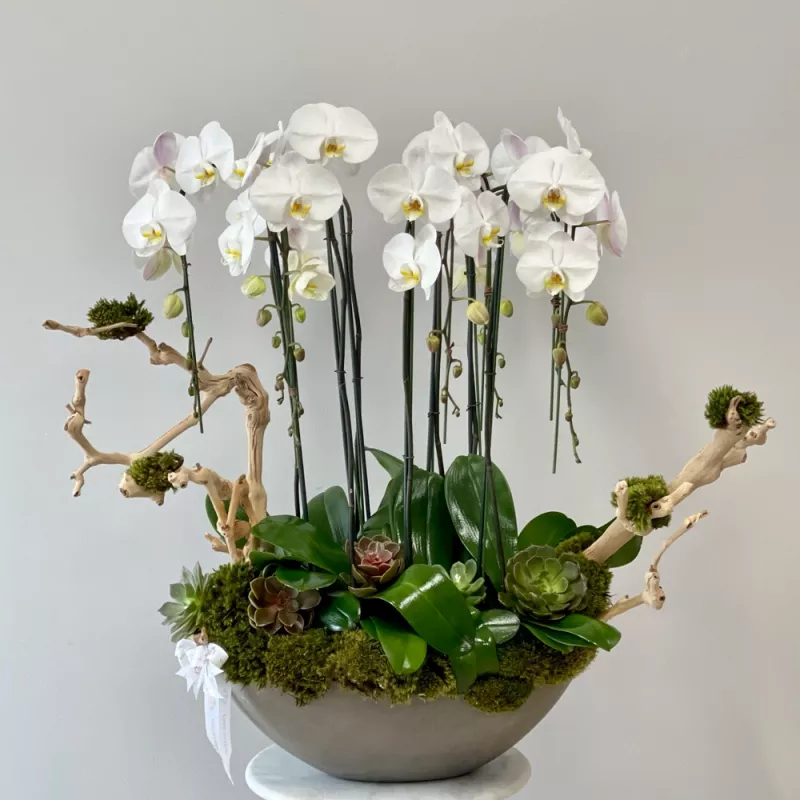 Jadore J'Adore Orchid Garden