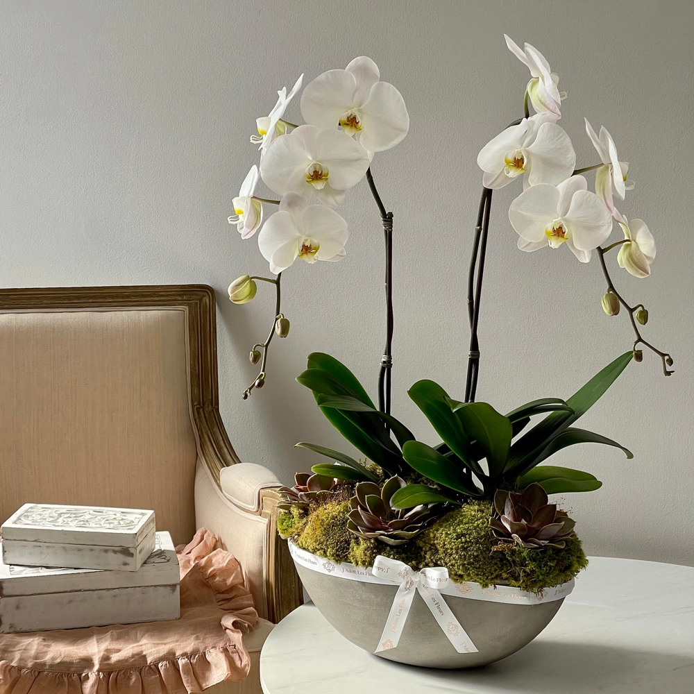 JLF White Phalaenopsis Orchids