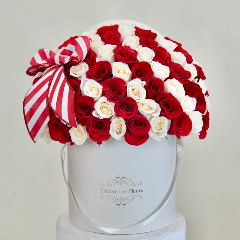 Jadore Candy Cane Lane