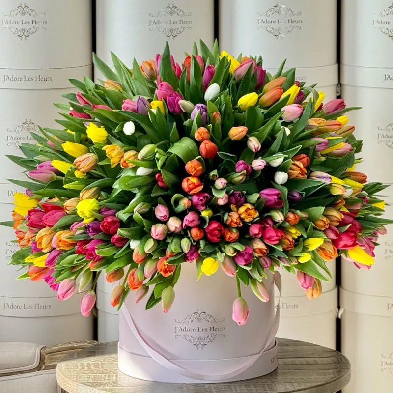 Jadore Grandeur Tulips for Spring