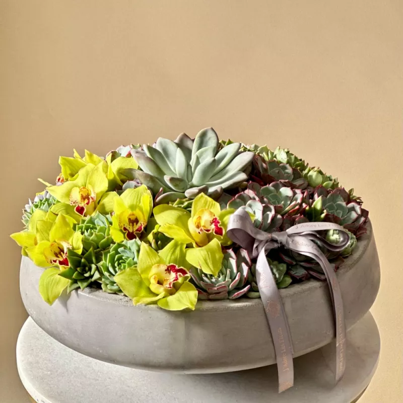 Jadore Succulent and Green Orchid Fusion