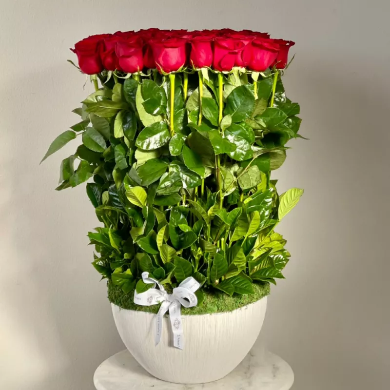 Jadore Long Stem Standing Roses