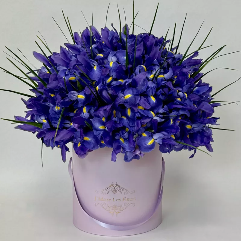 Jadore Iris Elegance