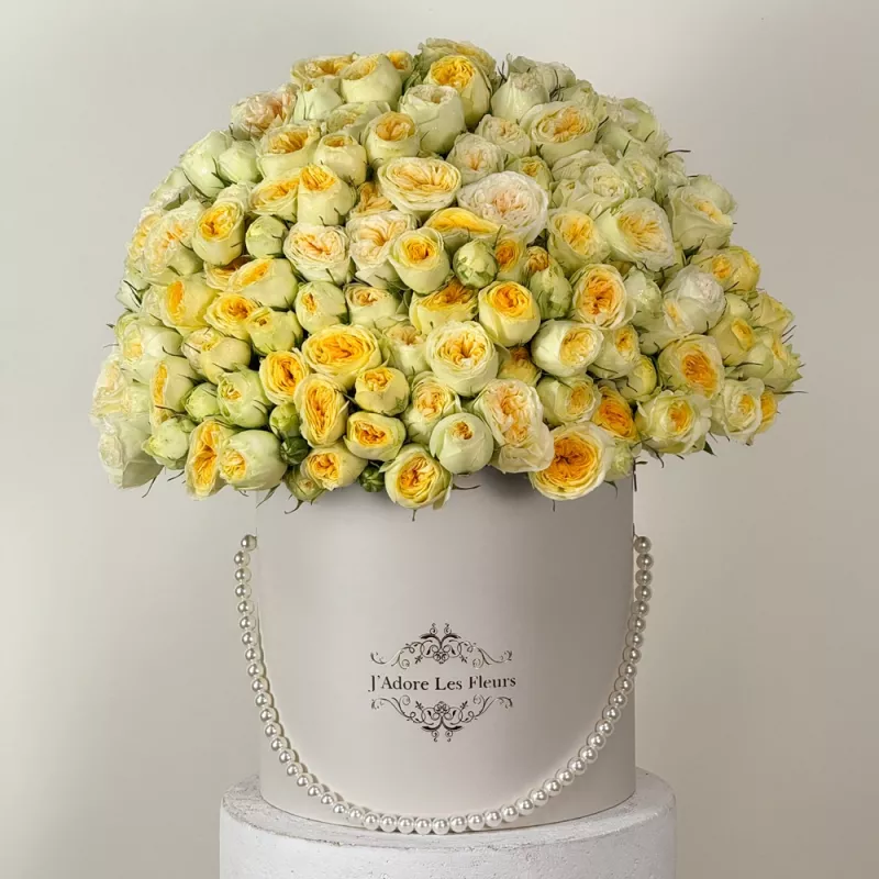 Jadore Sunshine Darling