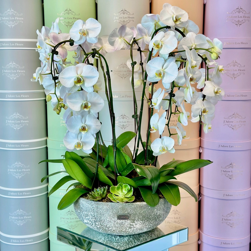 Orchid Grove
