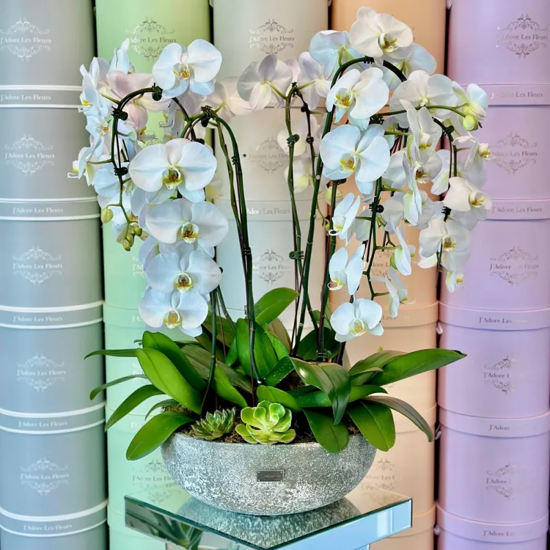 Jadore Orchid Grove