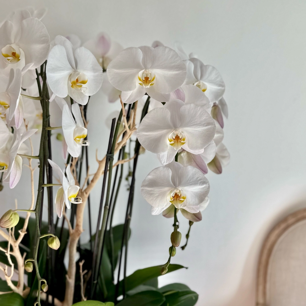 Majestic Orchids
