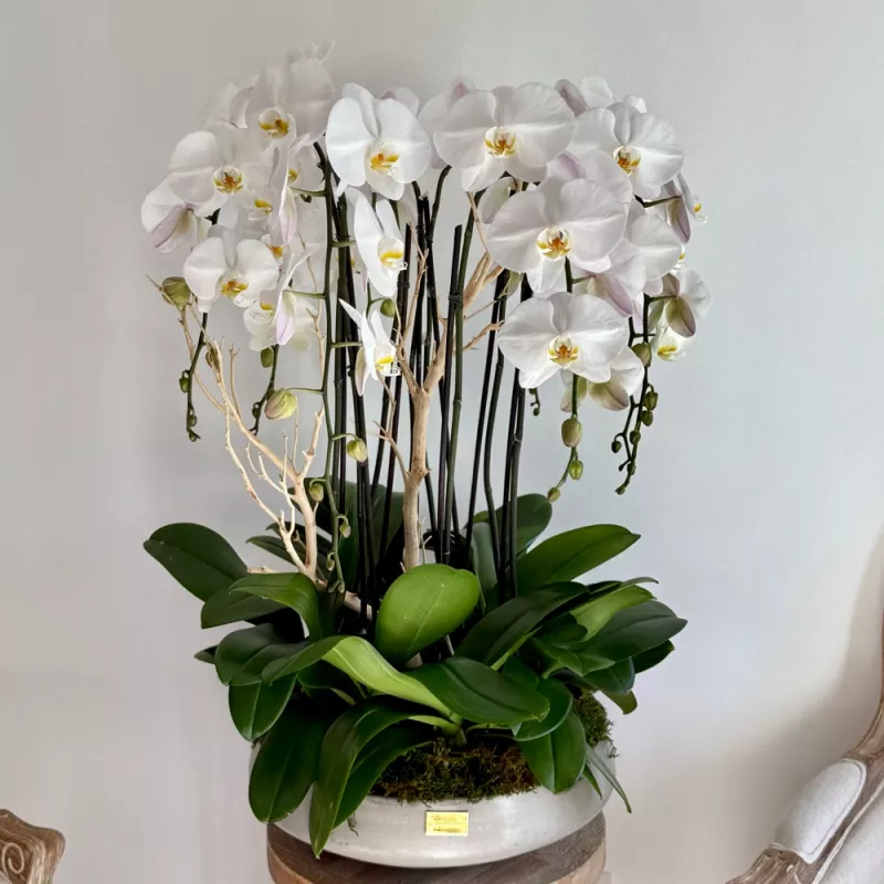 Jadore Majestic Orchids