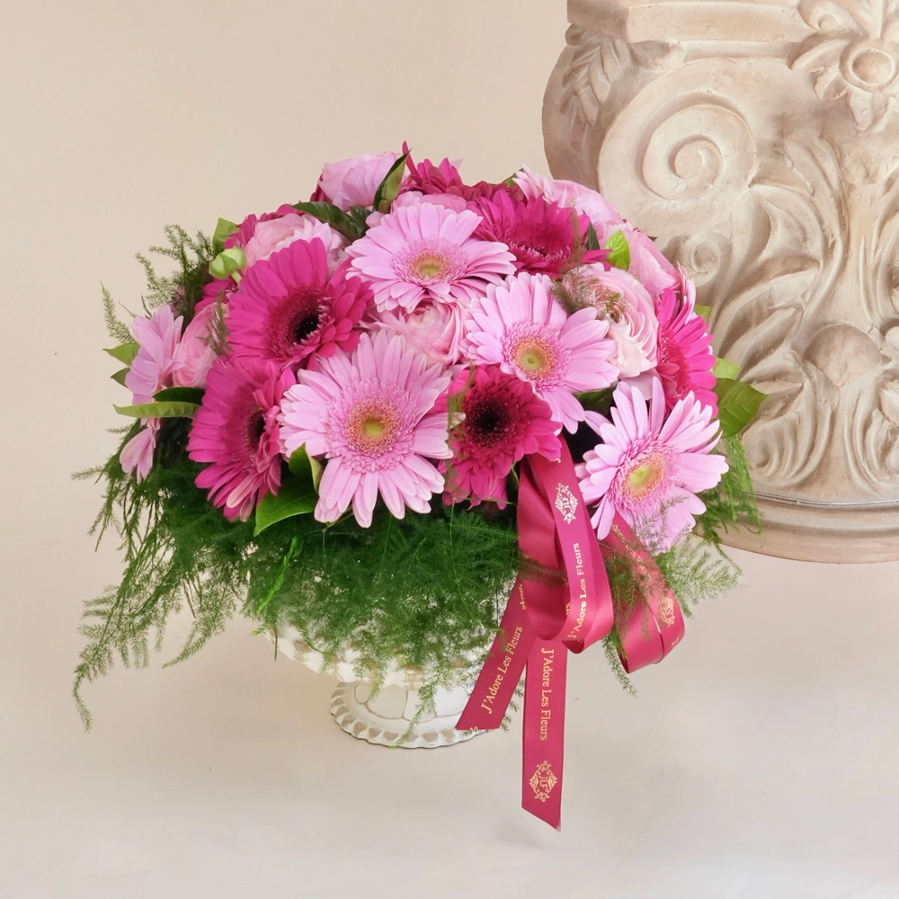 Jardin de Gerbera Daisies