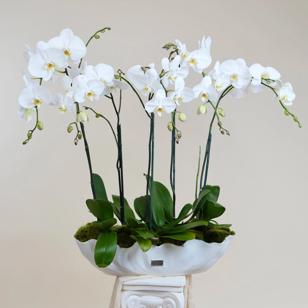 Pearl Coast Orchids