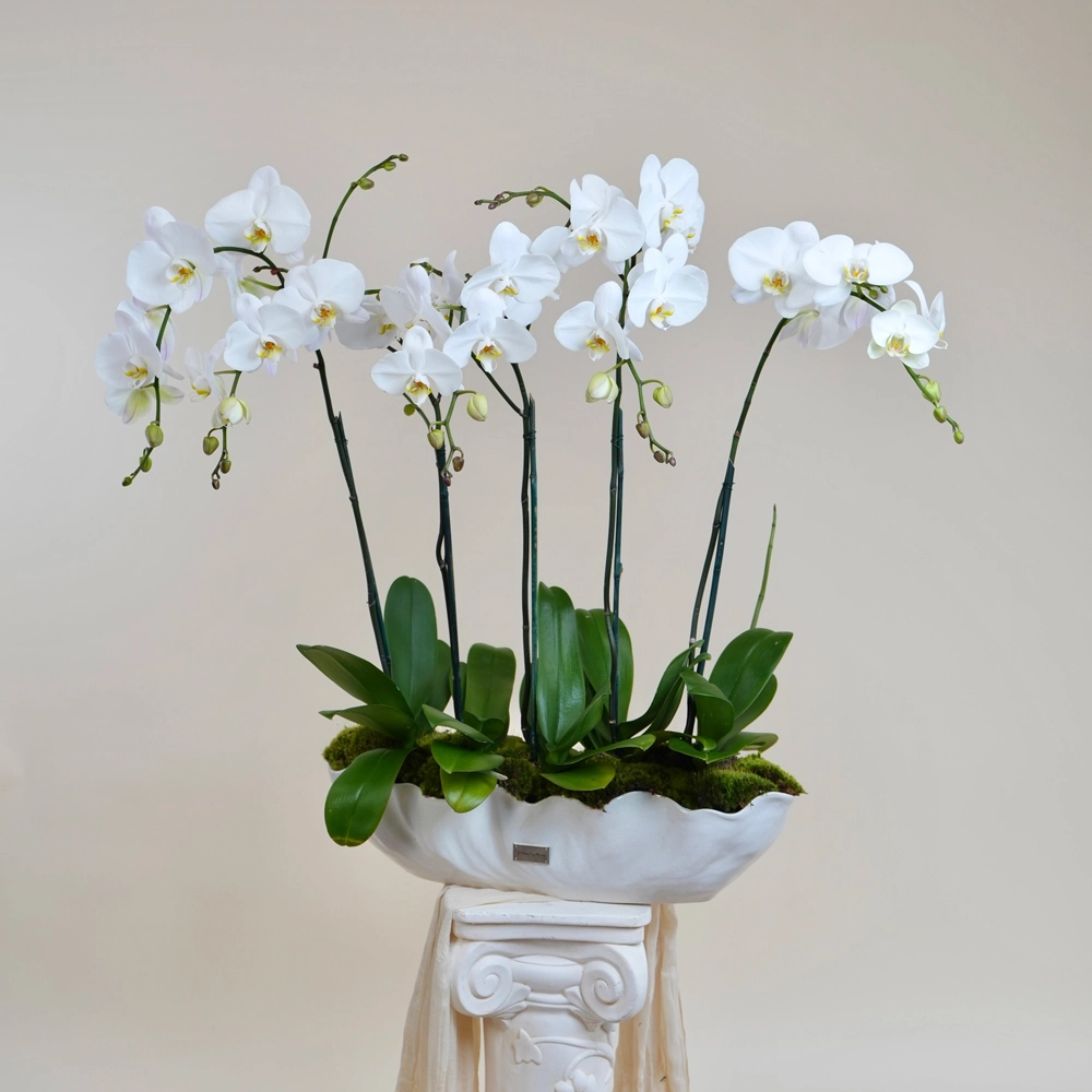 Pearl Coast Orchids