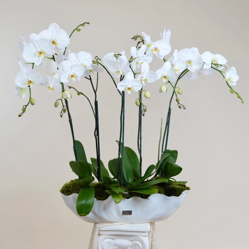 Jadore Pearl Coast Orchids