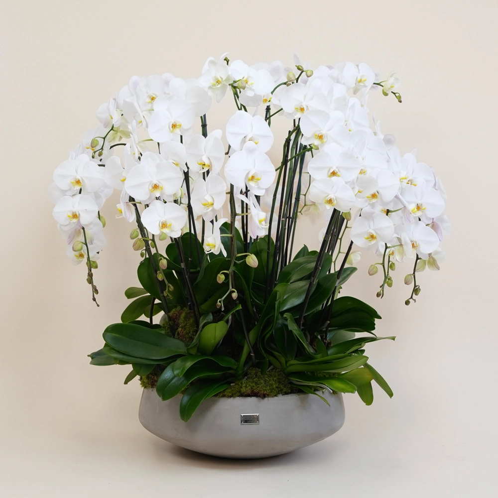 Orchid Elegance Collection
