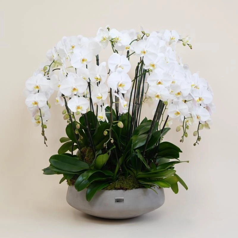 Jadore Orchid Elegance Collection