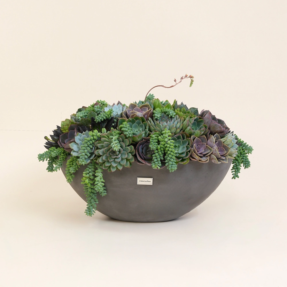 The Succulent Collection