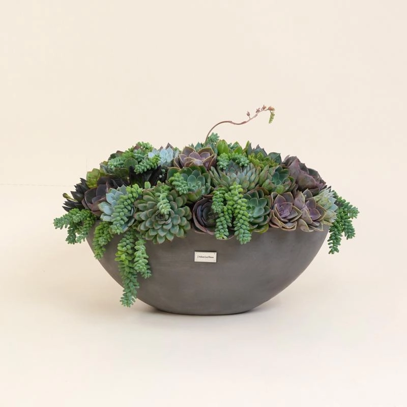 Jadore The Succulent Collection