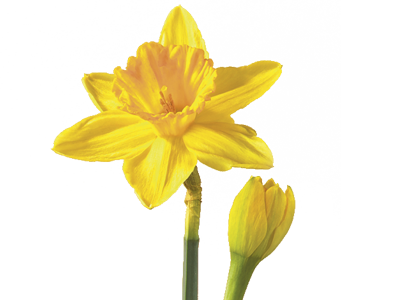 March Flower - Daffodil