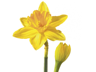 March Flower - Daffodil