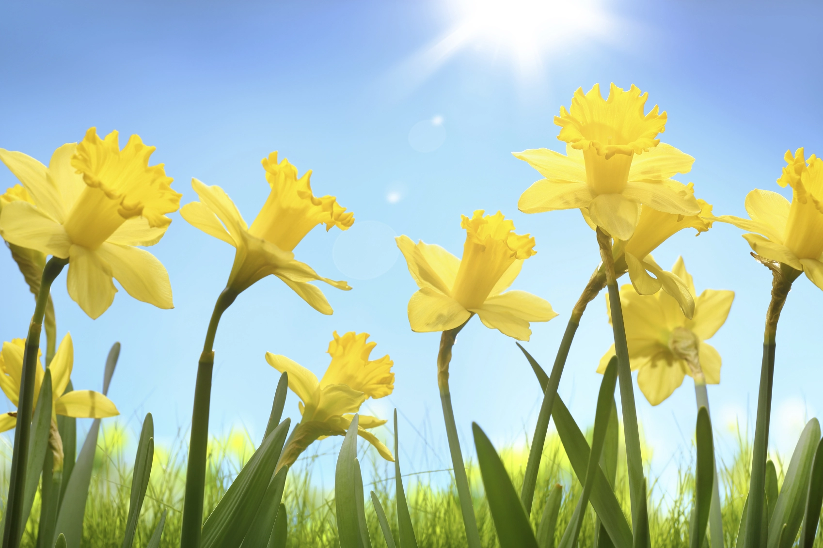 March Flower - Daffodil
